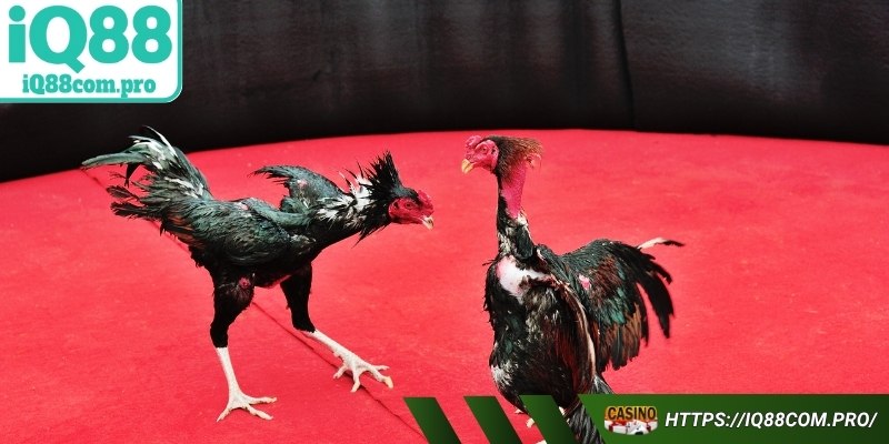 Mẹo giúp người chơi đặt kèo thắng lớn tại chuyên mục đá gà IQ88
